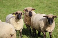 harem 99065 1