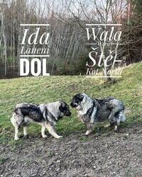 ida wera