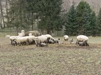 jehně rs 2